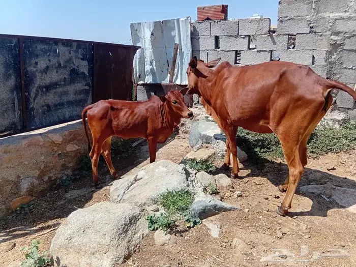 بقره بلدي للبيع 0
