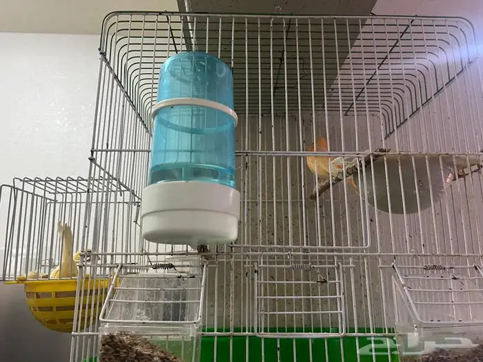 جوز كناري جاهز لإنتاج 2