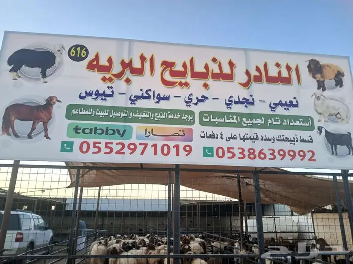 خرفان نعيمي وتيوس تابي تمارا 0