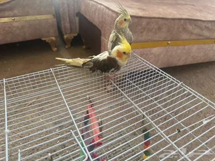 زوج كروان للبيع 0