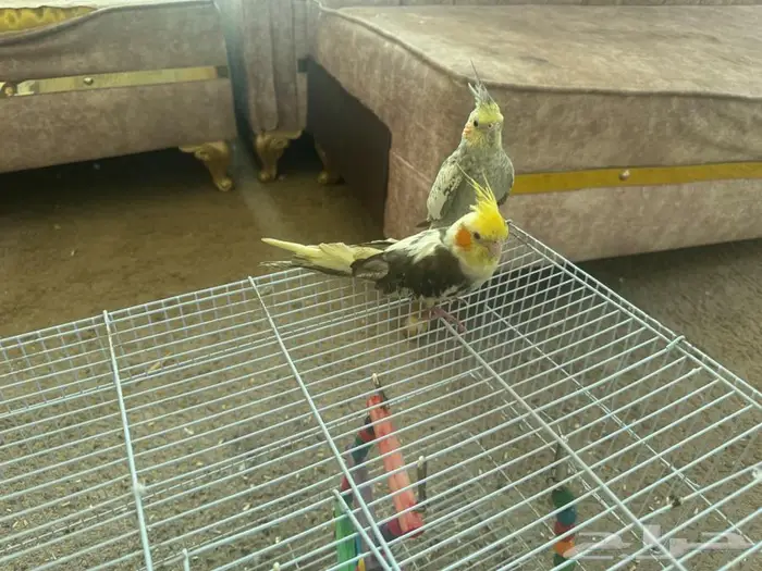 زوج كروان للبيع 2