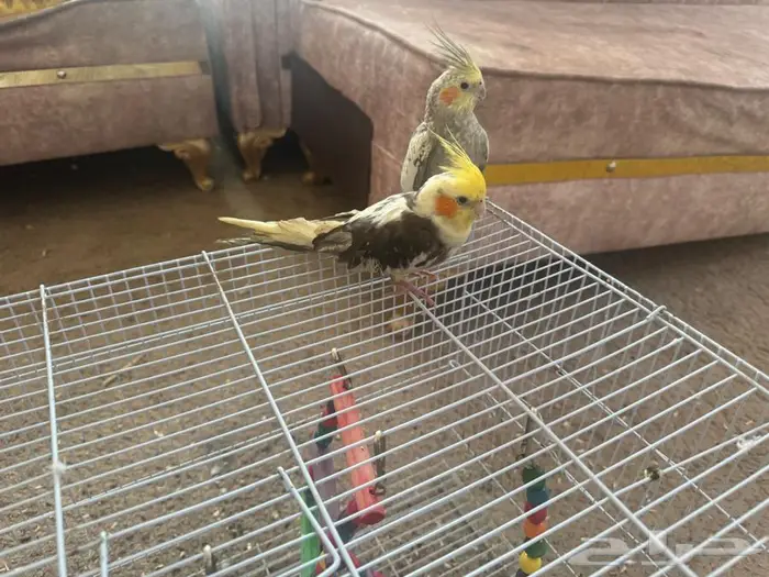 زوج كروان للبيع 1