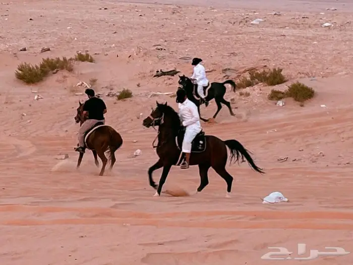 دورة تعلم ركوب الخيل للمبتدئين 1