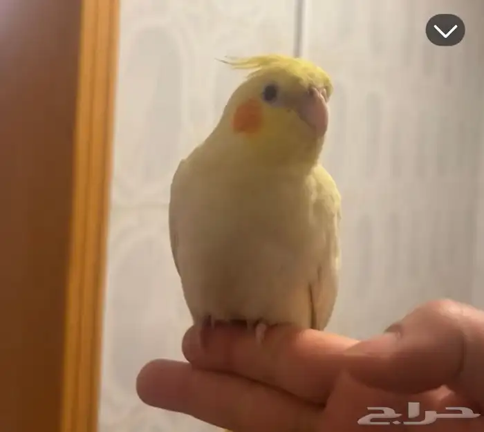 طير مفقود حي بدر 1