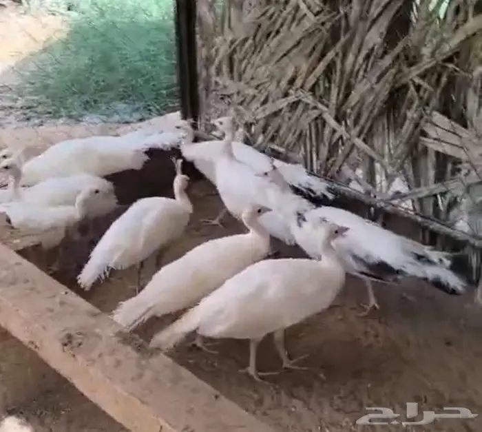 فروخ طاووس أو طاؤوس ابيض 0
