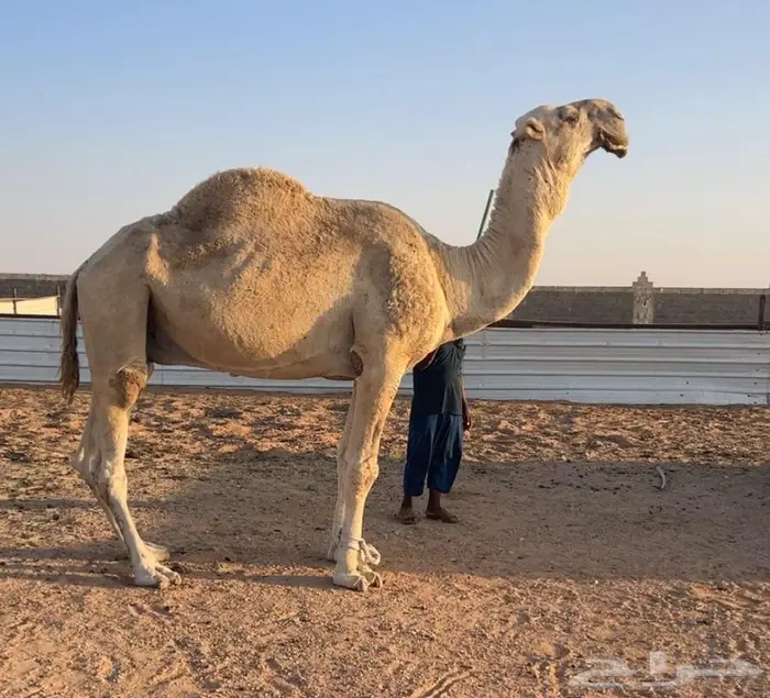 التمامي المنتج 0