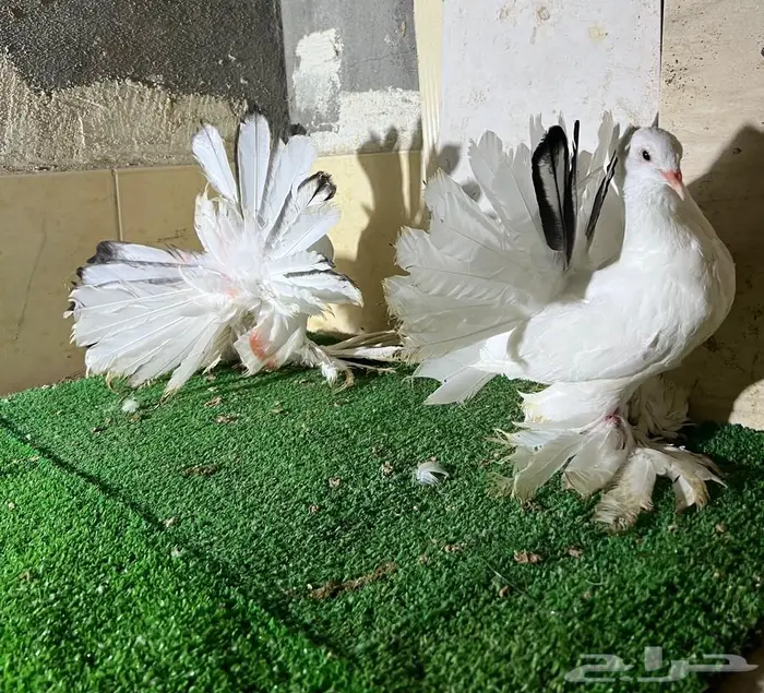 طبه رقاص هندي 2