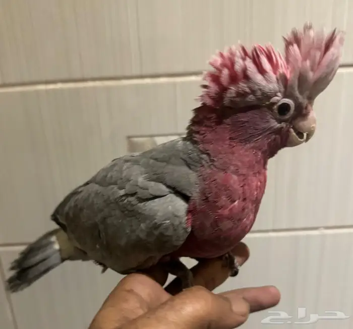 للبيع فرخ قالا غر 13