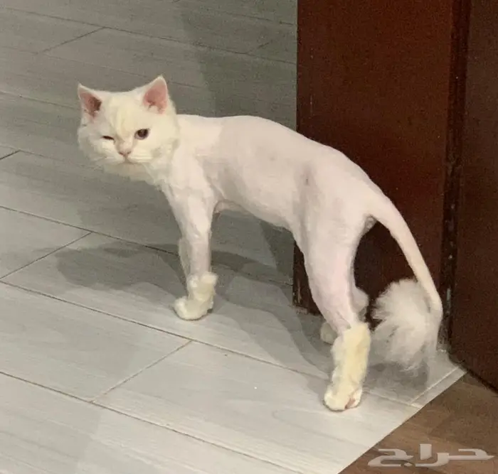 شيرازي للتبني 1