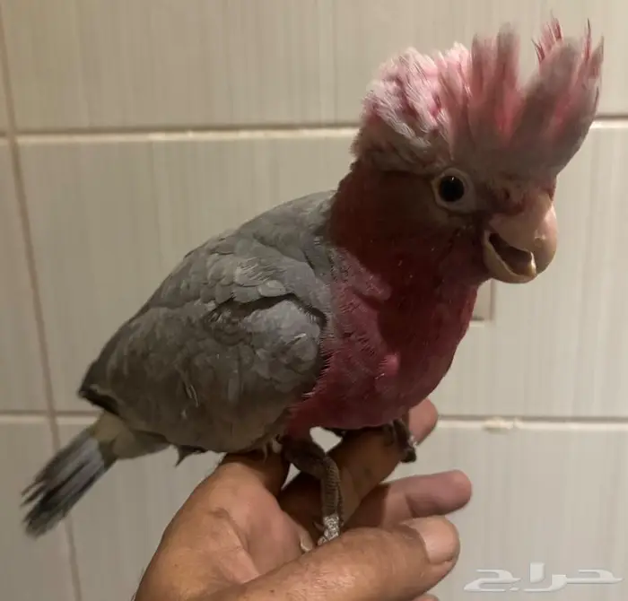 للبيع فرخ قالا غر 4
