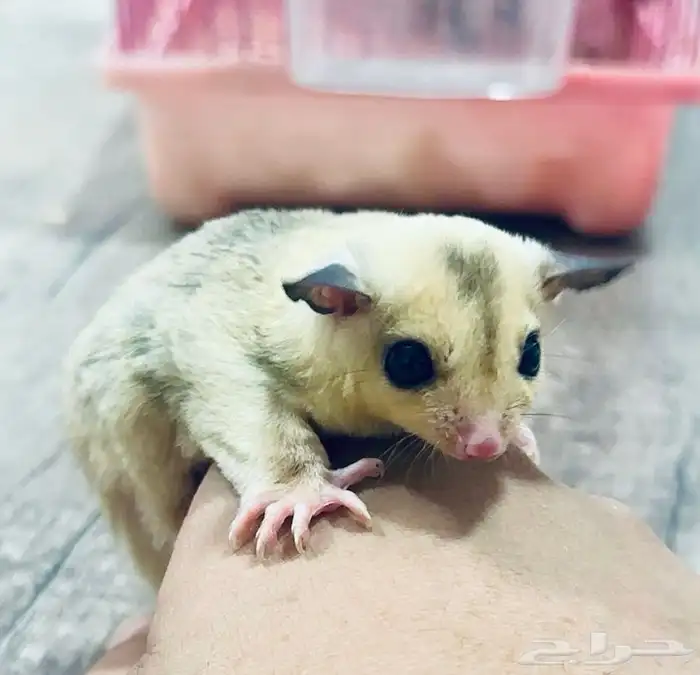 شوقرقلايدرز (سناجب طائرة) إناث بطفرة مميزة للبيع في الرياض 1