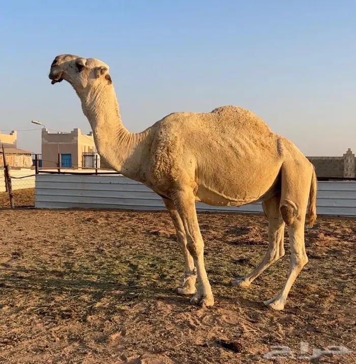 التمامي المنتج 1