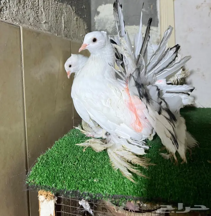 طبه رقاص هندي 1