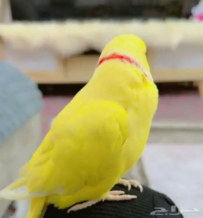 ببغاء اليف دره 1