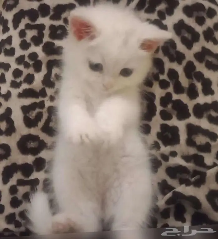 قطط 1