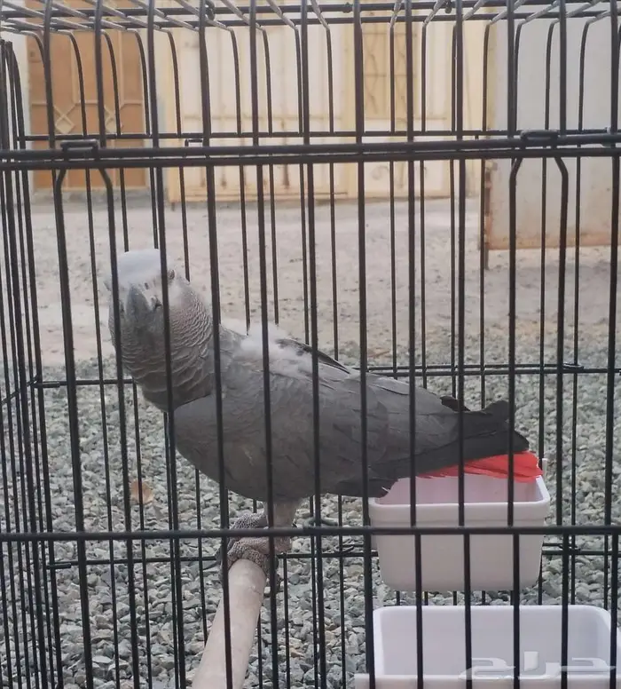 ببغاء كاسكو 6