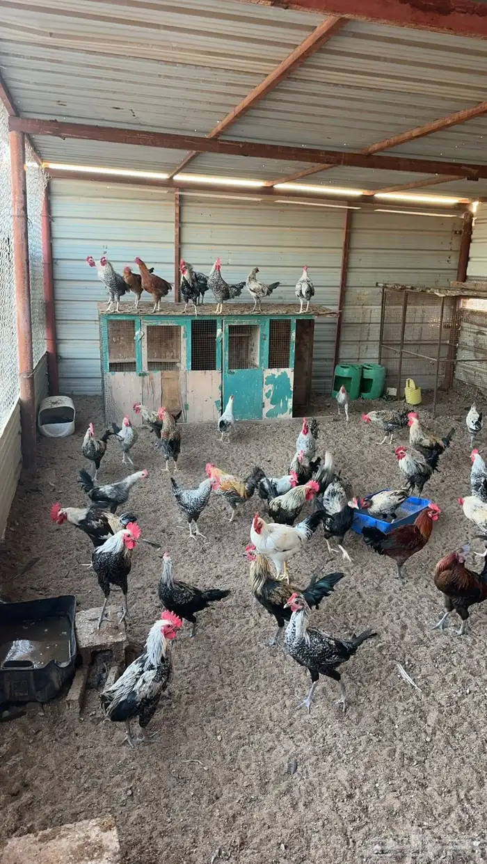 ديوك للبيع بذبح و بدون 1