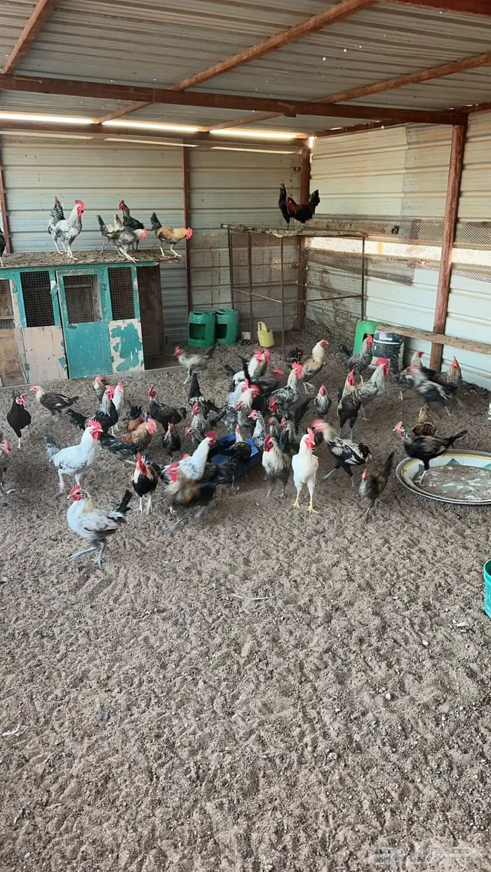 ديوك للبيع بذبح و بدون 2