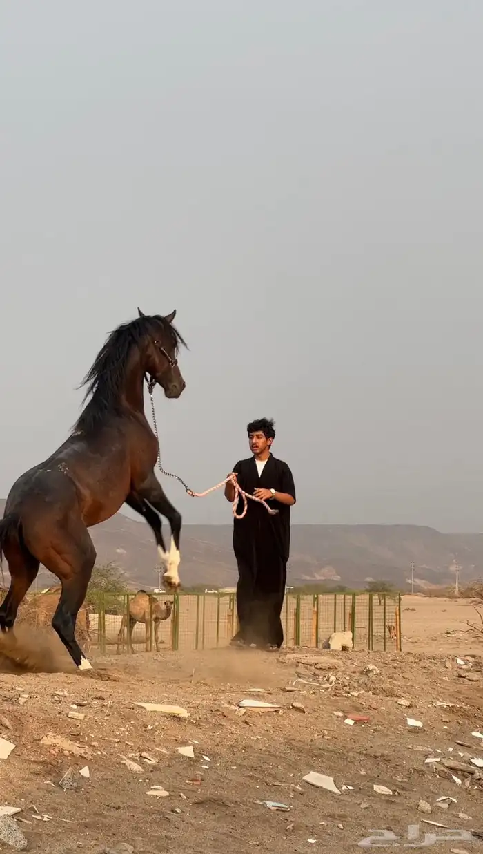 خيل با 7 ألف 1