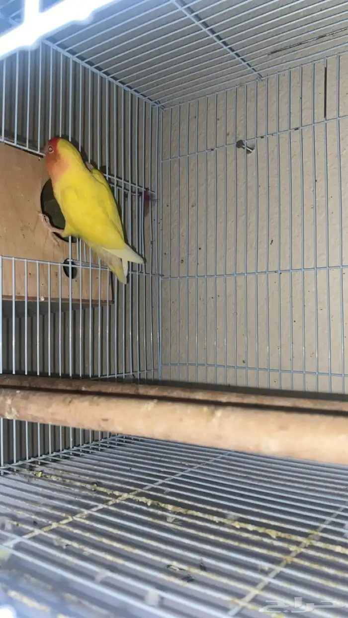 اعرض لكم طيور روز و بادجي 2