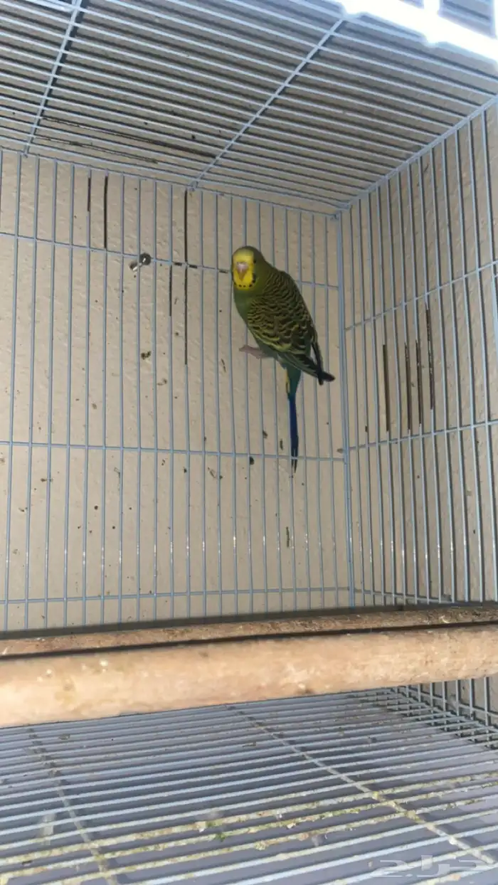 اعرض لكم طيور روز و بادجي 3