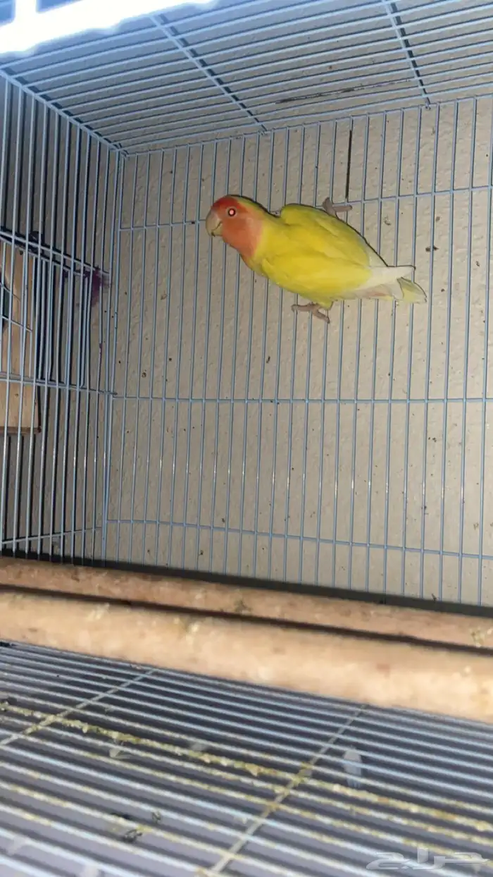 اعرض لكم طيور روز و بادجي 0