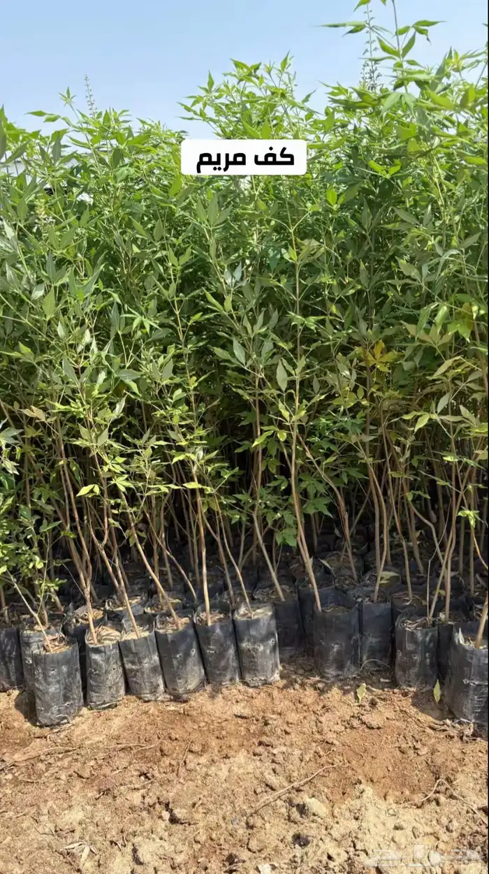 شتلات زراعية البيع جملة فقط 4