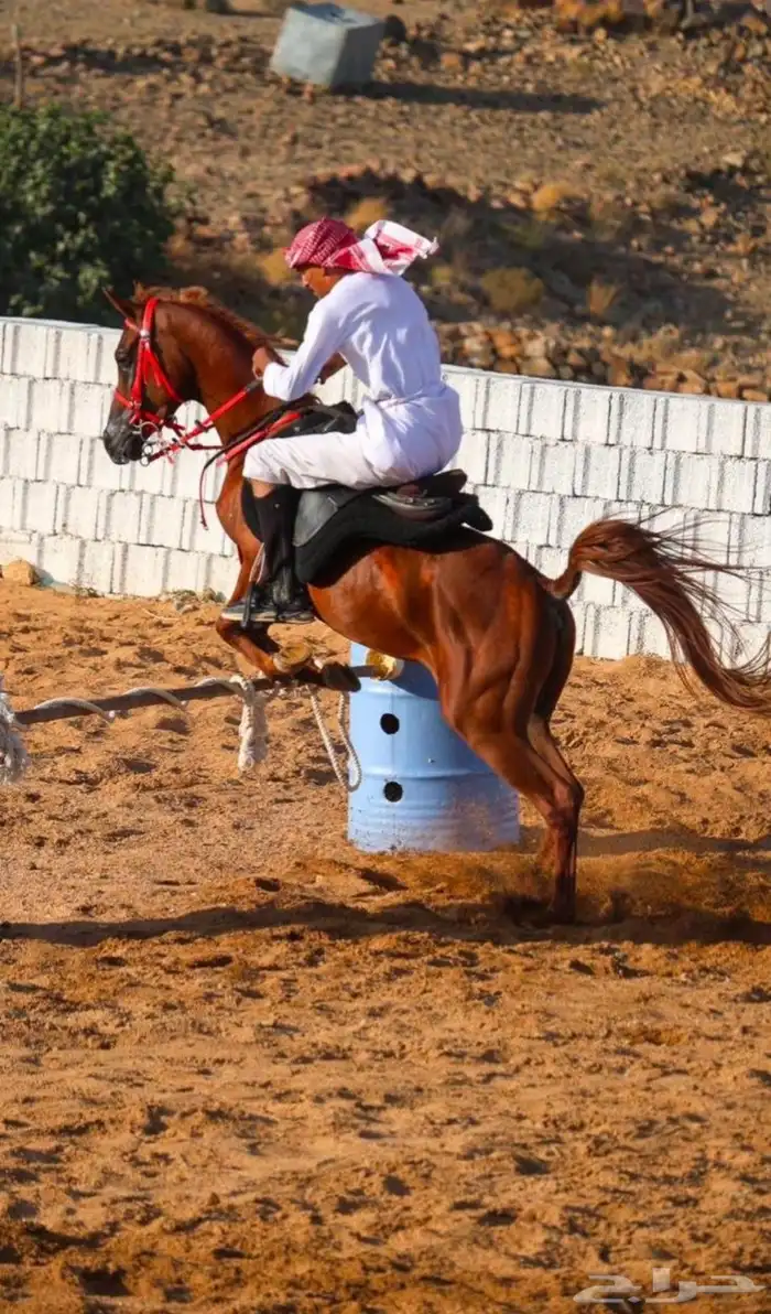 حصان واهو دم قوي 3