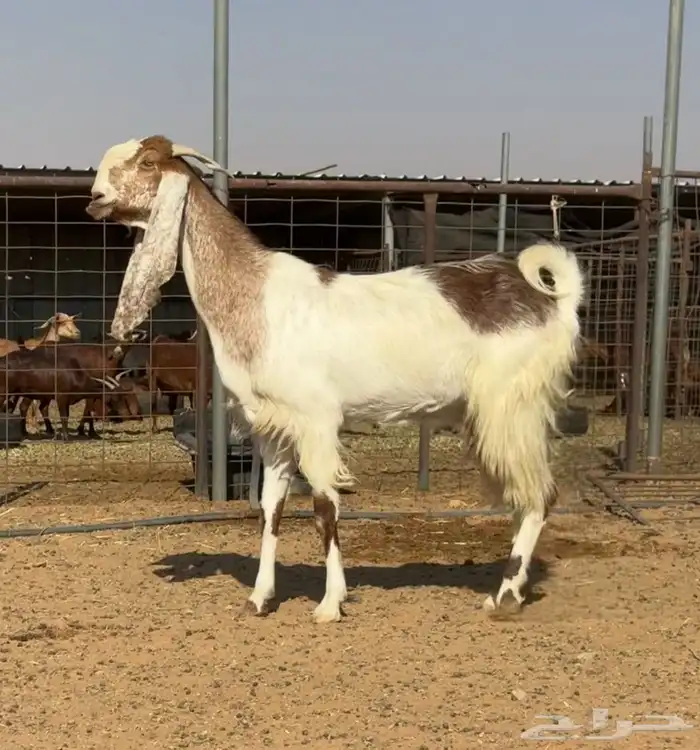 ماعز مطور فاخر من الأخر العدد 3 دفيع 4