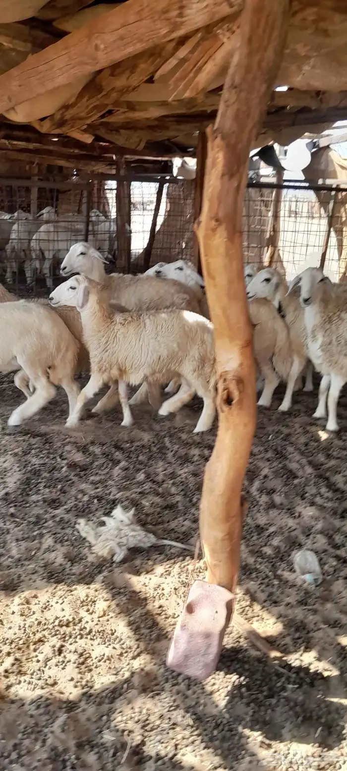 رخال حرية للبيع 2