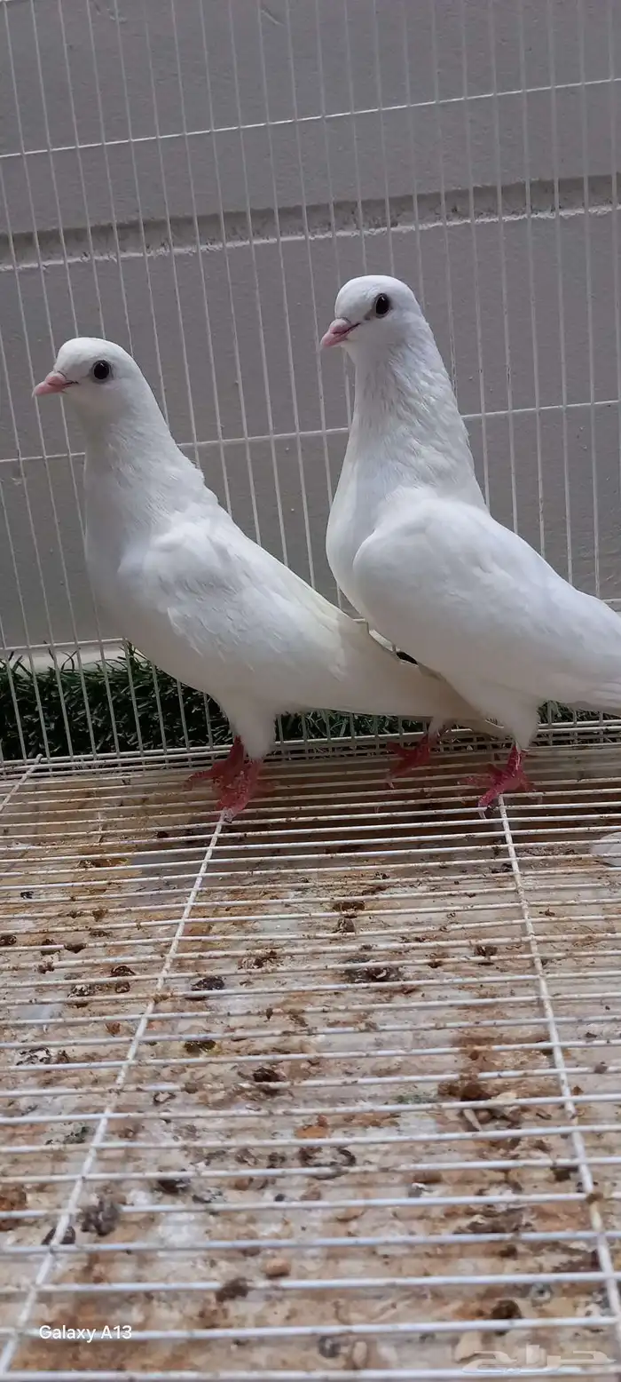 للبيع جوز صنعاوي 0