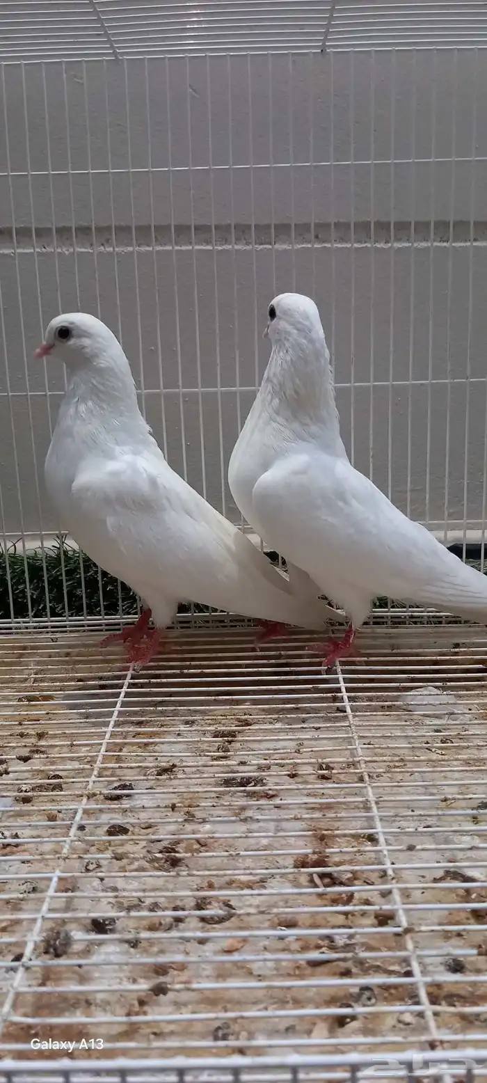 للبيع جوز صنعاوي 1