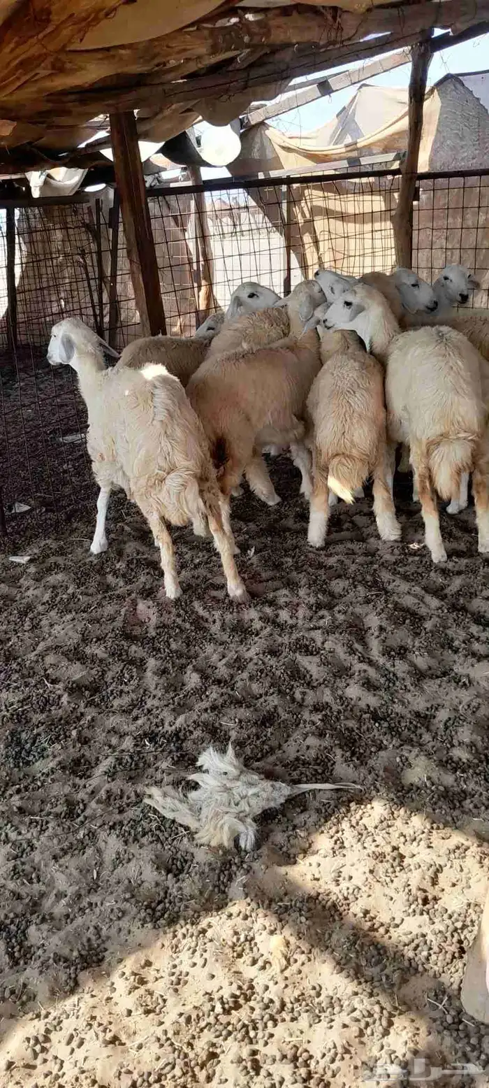 رخال حرية للبيع 0