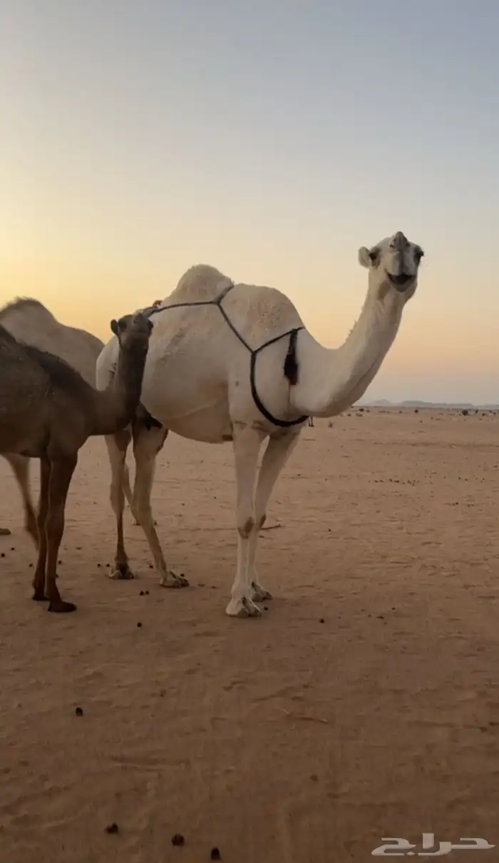 عشرا وضحا تحتها قعود 1