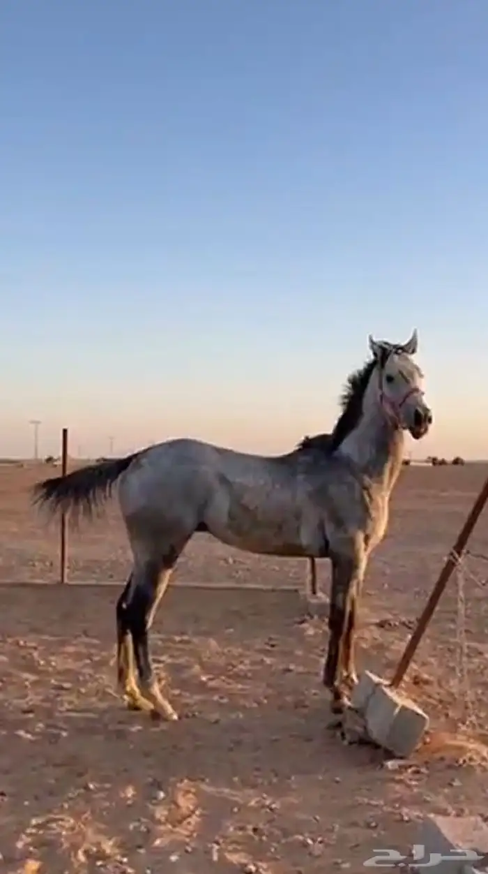 حصان شعبي قطعه 0
