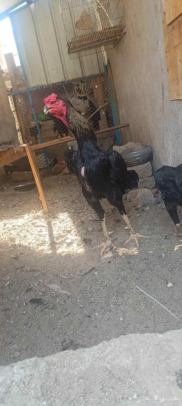 للبيع ديك شامو هزاز 1