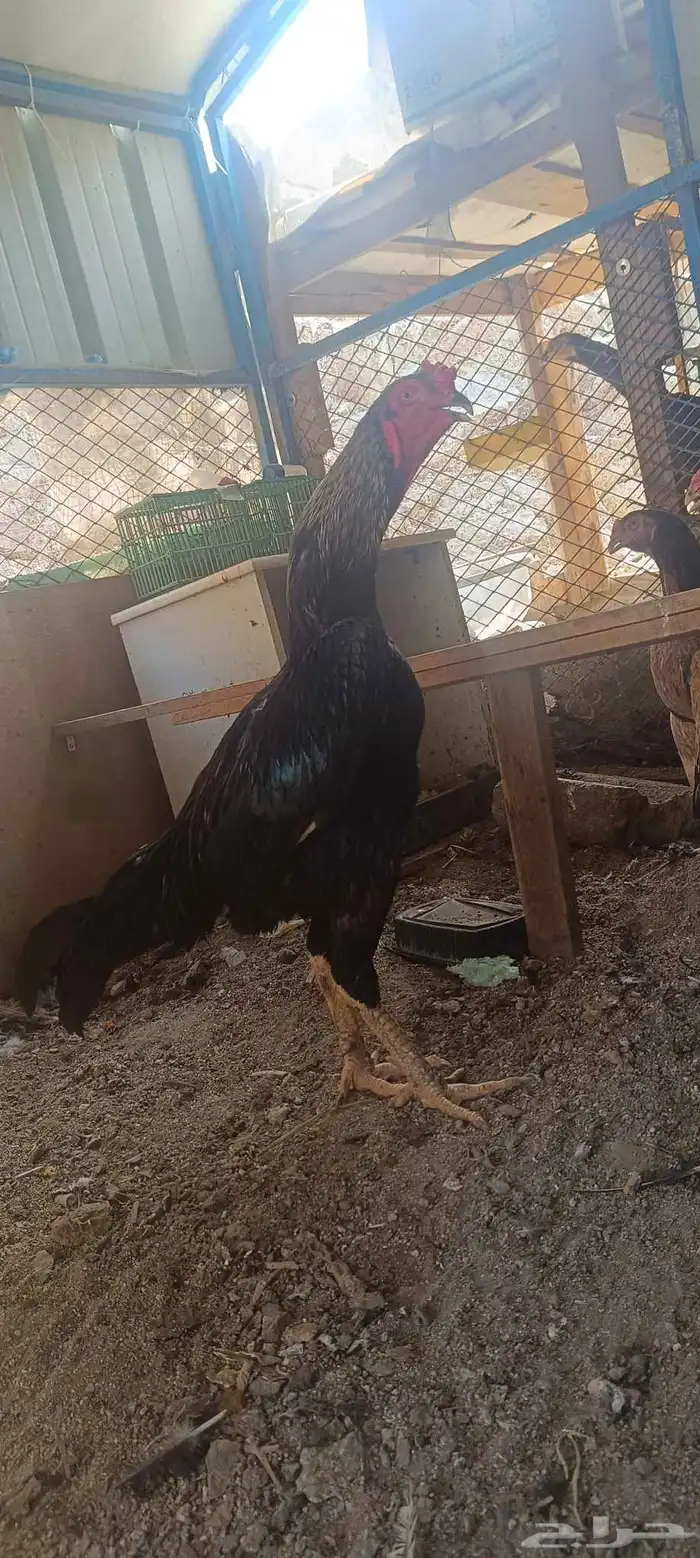 للبيع ديك شامو هزاز 0