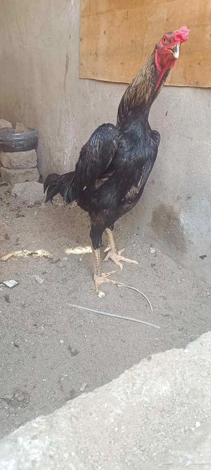 للبيع ديك شامو هزاز 2