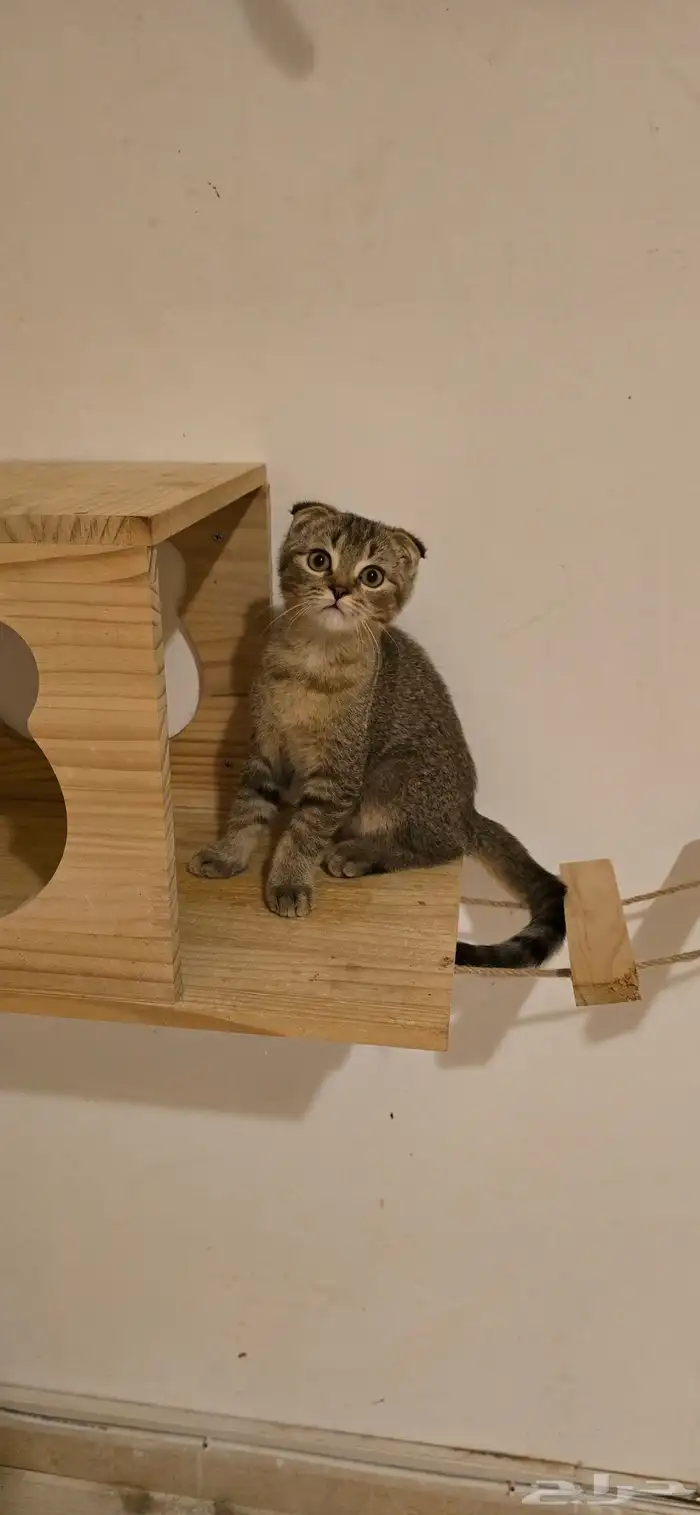 للبيع بسعر رمزي 0