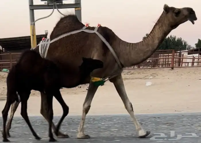 خلفه مجهم زرقاء هديه حليب واجد 0