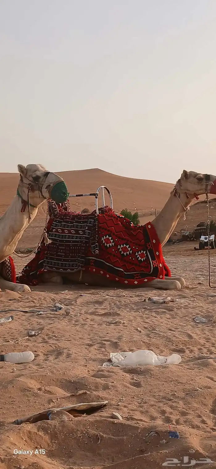 أجار جمال رحول ركبي وا خيول شعبيه عربيه بي اليوم والا اسبوع 3
