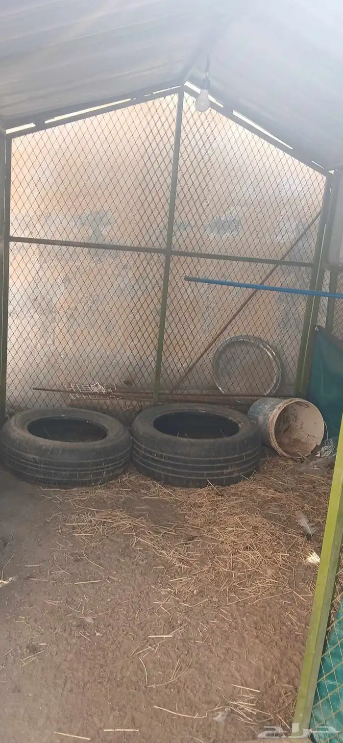 شبك دجاج للبيع المقاس 2 في 2 2