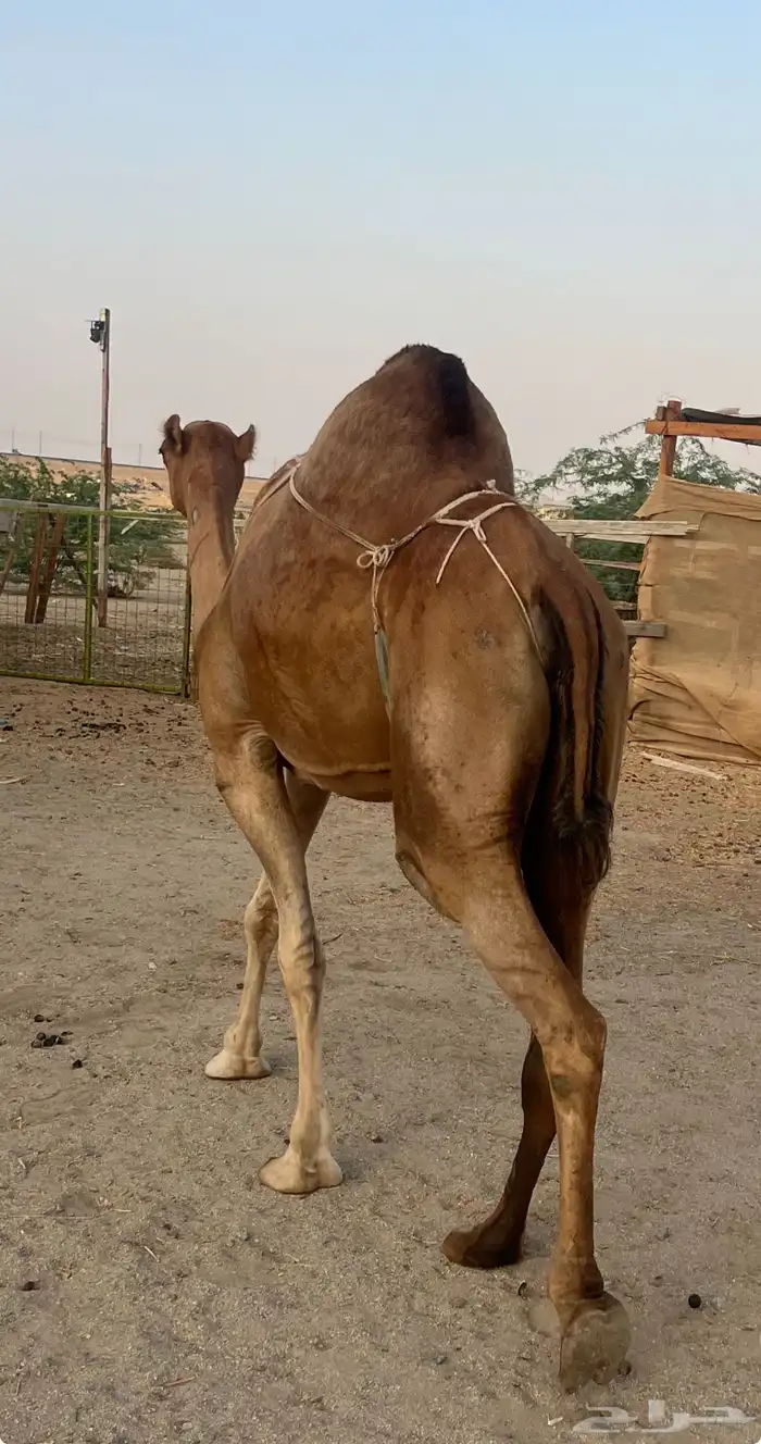خلفه 5