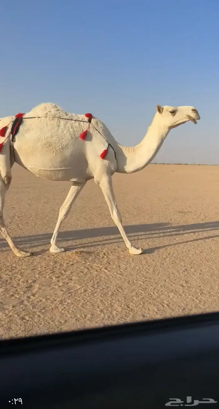 وضحا عشراء بكر 5