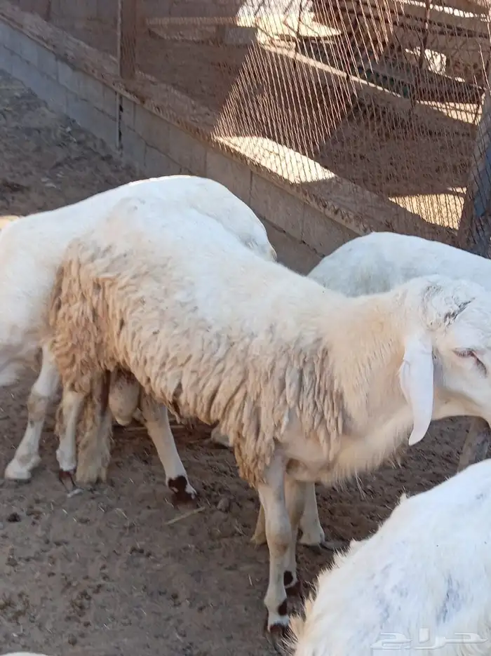 غنم سواكني 3