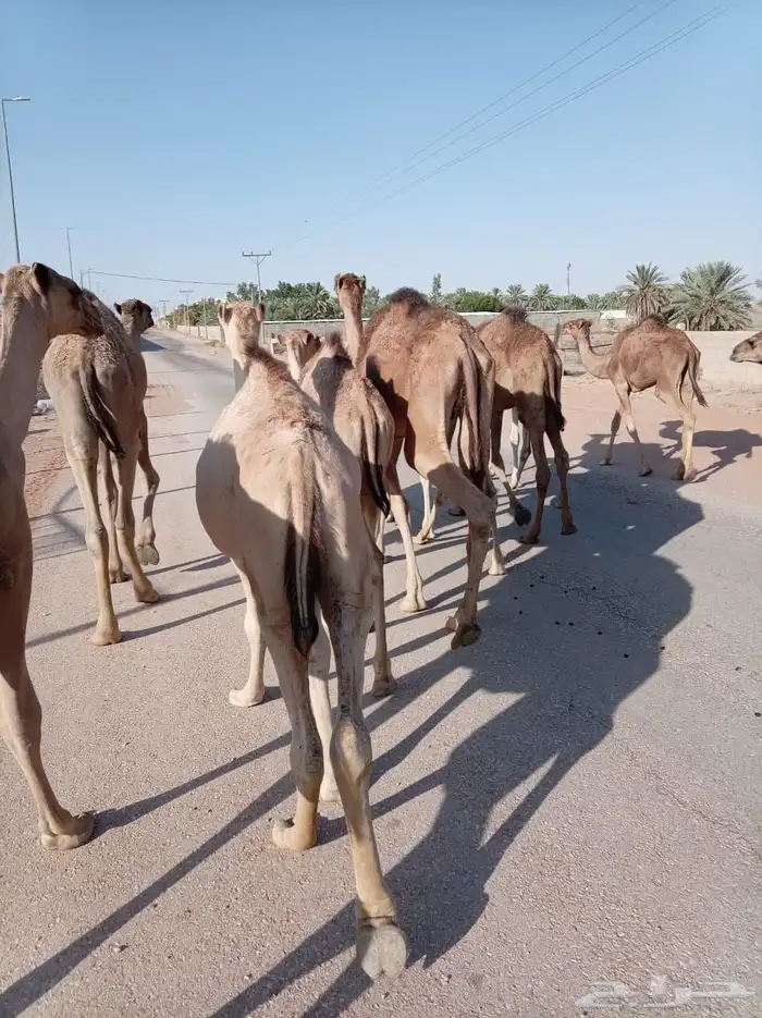يا اهل الحلال الطيب ترى الجودة ما تنشاف الا عندنا 4