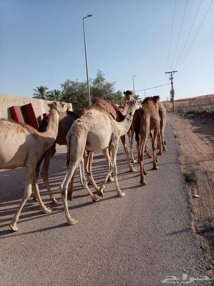 يا اهل الحلال الطيب ترى الجودة ما تنشاف الا عندنا 3
