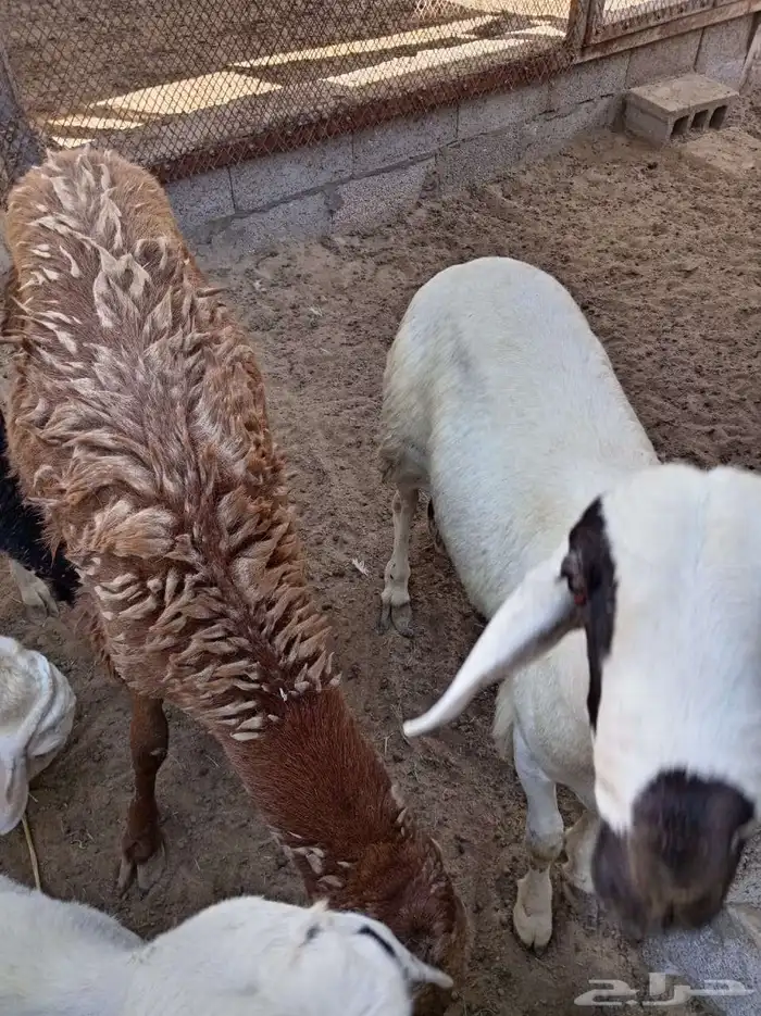 غنم سواكني 5