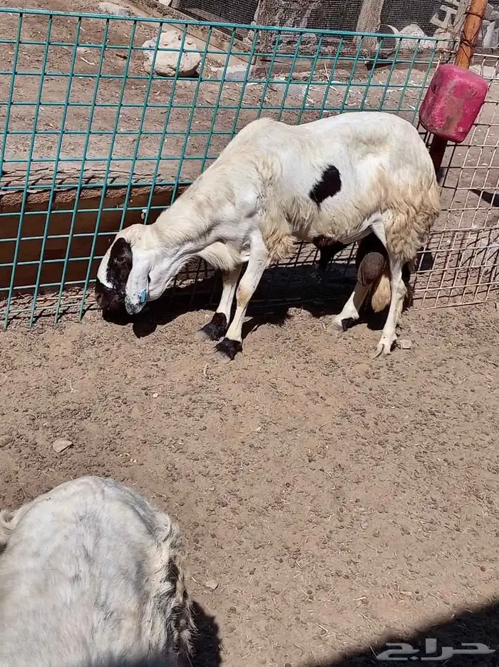 غنم سواكني 6