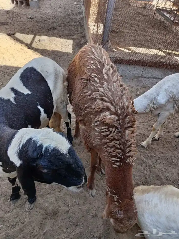 غنم سواكني 2